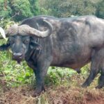 Ngorongoro Day Trip From Arusha / Kilimanjaro - What Makes This Tour Stand Out?