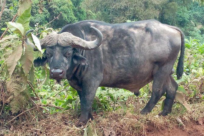 Ngorongoro Day Trip From Arusha / Kilimanjaro - What Makes This Tour Stand Out?