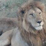 Ngorongoro, Manyara and Tarangire tour - Why Travelers Love This Tour