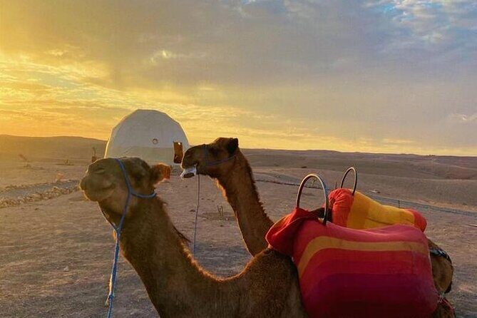Nomad desert dinner camel ride & bonfire : Marrakech activity - Practical Details Before You Book
