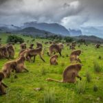 North Ethiopia Tours 12 Days From Addis Ababa - The Itinerary in Detail
