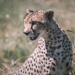 Northern-circuit Adventure - Authentic Experiences and Guest Insights