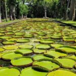 Northern Mauritius Private Tour w/ Port louis Market and Beaches - Mont Choisy Beach: Relaxing in Paradise