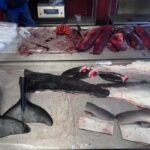 Nuuk: Food and Culture Walking Tour with Tastings - What Makes This Tour Stand Out
