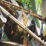 Nyungwe exploration - Why You Should Consider This Tour