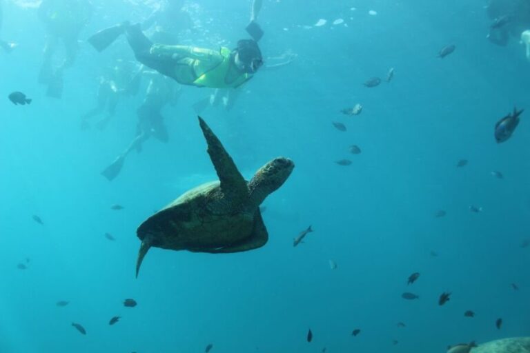 Oahu: Turtle Canyon Snorkeling & Hula Dance - The Itinerary Breakdown