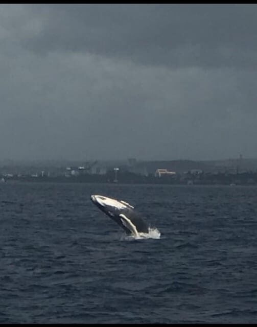 Oahu: Whale Sail Charter - Final Thoughts: Who Is This Tour Perfect For?