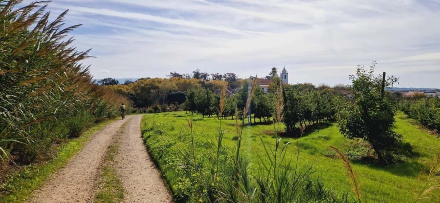 Óbidos: E-Bike Tour to Quinta do Gradil with Wine Tasting - Who Will Love This Tour?