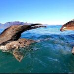 Ocean Safari - Why This Tour Could Be a Great Choice