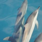 Ocean Swim with Dolphins - What’s Included & What’s Not