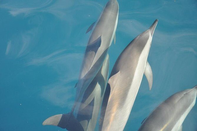 Ocean Swim with Dolphins - What’s Included & What’s Not