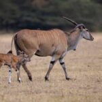 Off the Beaten Track Safari in Arusha Tanzania - Day 3: Journey to Serengeti via Olduvai Gorge