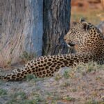 Okavango delta - Chobe Adventure 7 Nights/8 Days - What’s Included & What to Consider
