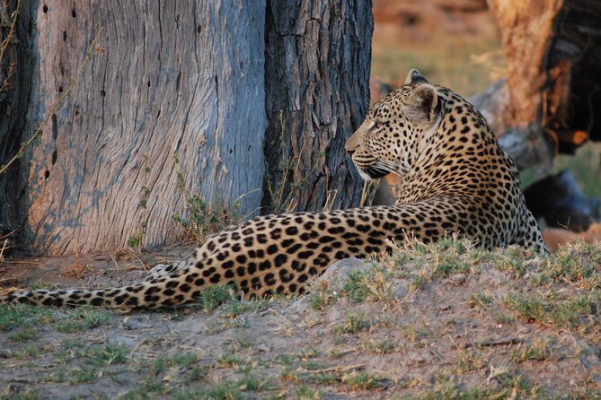 Okavango delta - Chobe Adventure 7 Nights/8 Days - What’s Included & What to Consider