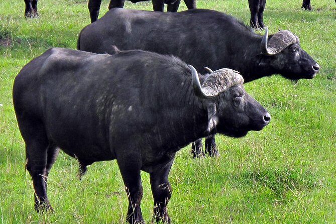 Ol Pejeta Conservancy and Chimpanzee Sanctuary Full-Day Tour from Nairobi - Deep Dive: Why This Tour Matters