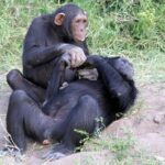 Ol Pejeta Conservancy Day Tour from Nairobi - An In-Depth Look at the Tour Experience