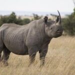 Ol Pejeta, Sweet Waters Chimpanzee Sanctuary and lion tracking safari - The Sum Up