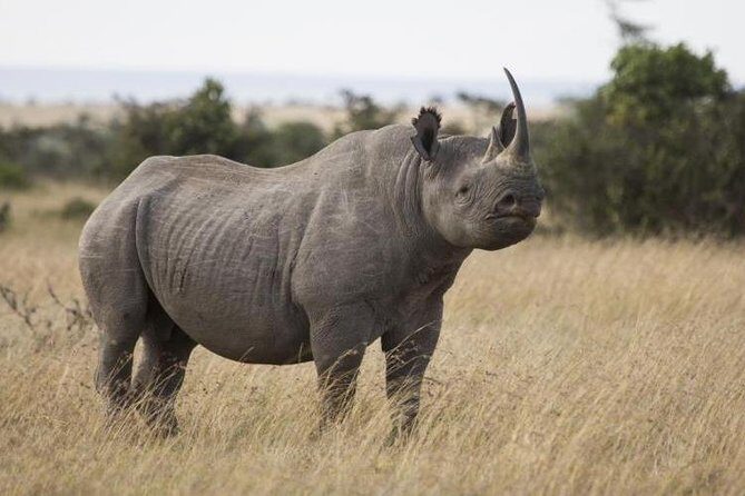 Ol Pejeta, Sweet Waters Chimpanzee Sanctuary and lion tracking safari - The Sum Up