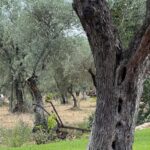 Olive Mill Tour with Olive Oil Tasting in Sassari - Why It’s a Standout Experience
