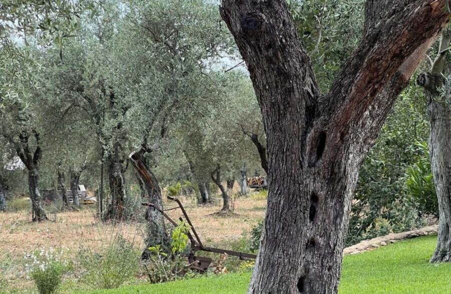 Olive Mill Tour with Olive Oil Tasting in Sassari - Why It’s a Standout Experience