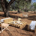 Olive Oil and almond Tour and Tasting: Brindisi, Ostuni - Exploring the Tour Itinerary: What You Can Expect