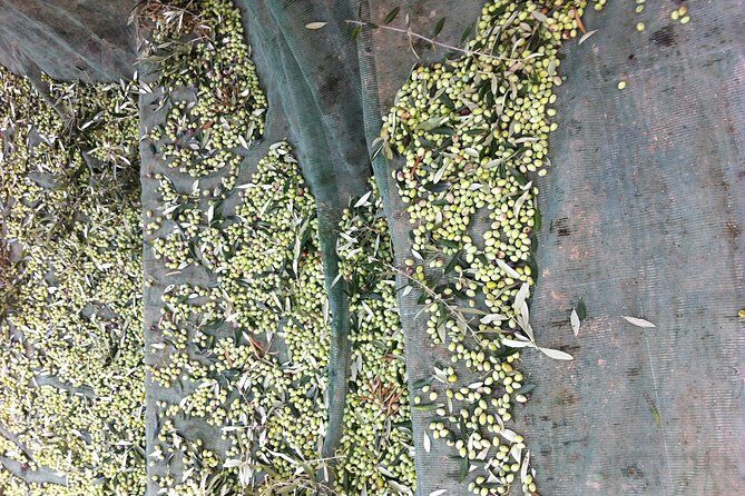 Olive Oil Tasting Tour - Why This Tour Stands Out