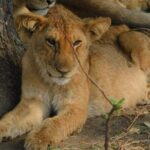 One Day Akagera Safari From Kigali - Who Will Love This Safari?