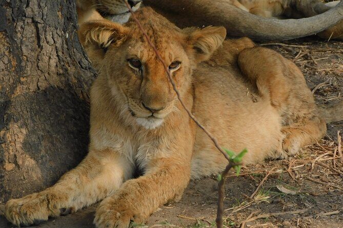 One Day Akagera Safari From Kigali - Who Will Love This Safari?