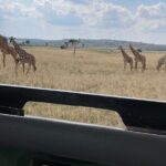 One Day Akagera Wildlife Safari - Potential Drawbacks or Considerations
