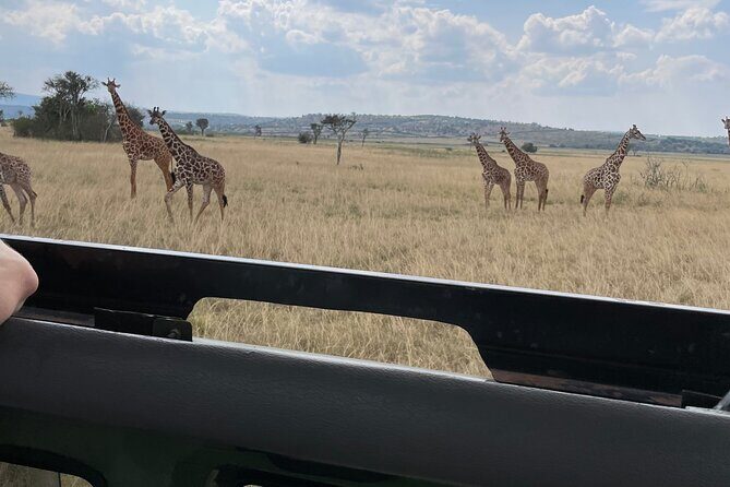 One Day Akagera Wildlife Safari - Potential Drawbacks or Considerations