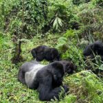 One Day Gorilla Trekking Rwanda & Iby'iwacu Cultural Village - Practical Tips and Considerations