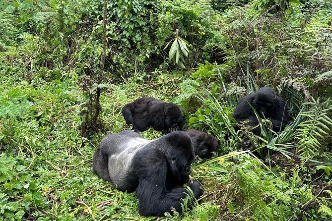 One Day Gorilla Trekking Rwanda & Iby'iwacu Cultural Village - Practical Tips and Considerations