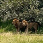 One Day Private Tour to Akagera National Park from Kigali - Why This Tour Is a Great Choice