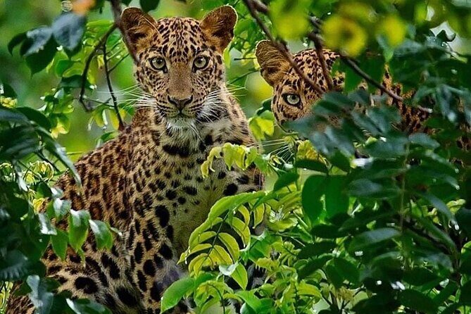 One-Day Safari Tour from Zanzibar with Lunch and Pick Up - Transportation, Timing, and Group Size