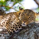 One Day Tour to Maasai Mara Game reserve from Nairobi - Detailed Breakdown of the Itinerary