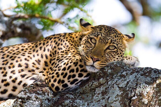 One Day Tour to Maasai Mara Game reserve from Nairobi - Detailed Breakdown of the Itinerary