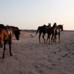 One Hour Horse Riding Beach with Transfer from Hurghada - Frequently Asked Questions (FAQs)