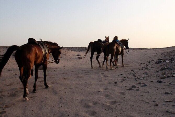 One Hour Horse Riding Beach with Transfer from Hurghada - Frequently Asked Questions (FAQs)
