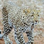 One Night Leopard Tour of Kruger National Park from Nelspruit - What’s Included and Why It Matters