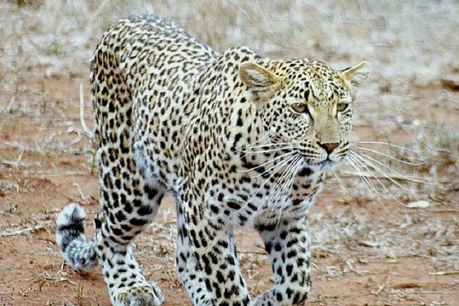 One Night Leopard Tour of Kruger National Park from Nelspruit - What’s Included and Why It Matters