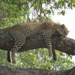 Open Vehical Safari in Kruger National Park Half Day - Value and Practical Tips