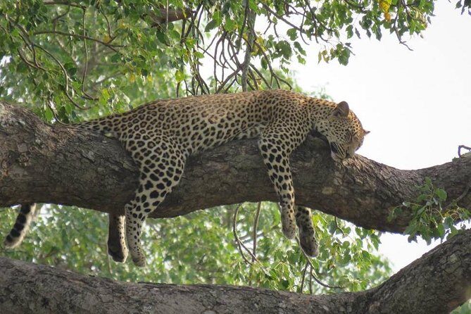 Open Vehical Safari in Kruger National Park Half Day - Value and Practical Tips