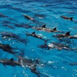 Orange Bay snorkeling tour with Lunch - water sports - The Itinerary Breakdown: What to Expect