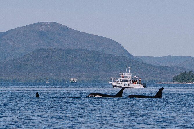 Orca Cove Sea Kayaking - Pricing and Value Analysis