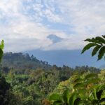 Organic Coffee Tour and Local Food Experience in Arusha - Key Points