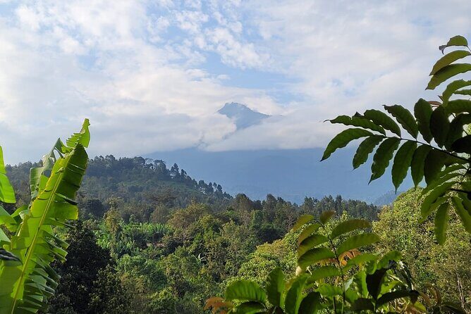 Organic Coffee Tour and Local Food Experience in Arusha - Key Points