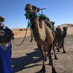 Ouarzazate - Desert - Fes 5 days 4 nights - The Practicalities and Value of This Tour
