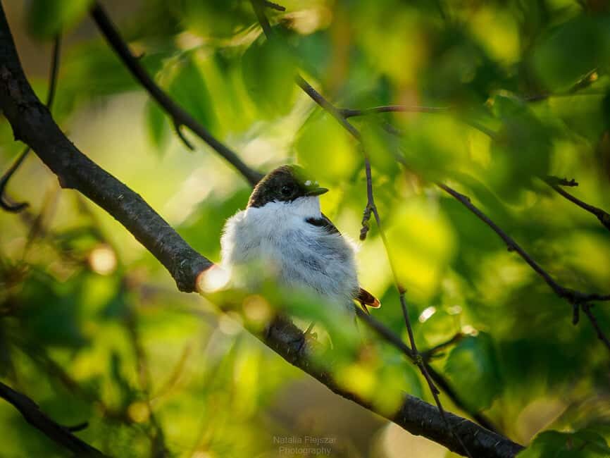 Oulu: Hietasaari Wildlife Hike with Nature Guide - Wildlife and Plant Signs