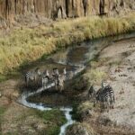 Our world's Top Best 3-Day Tanzania Budget Group Camping Safari - Day 2: Serengeti to Ngorongoro