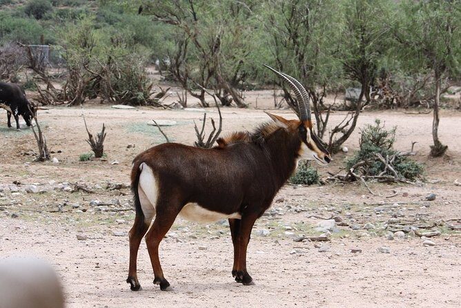 Out of Africa Wildlife Park Admission Ticket - Analyzing the Value